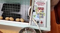 Инкубатор  Матрица ВЕГАС slkin36